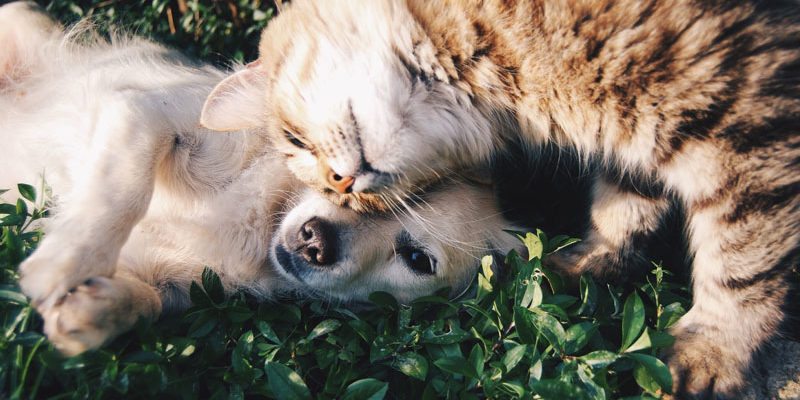 Hund und Katze