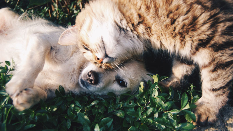 Hund und Katze